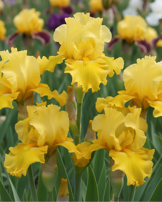 IRIS GERMANICA PROFUMATO N° 18