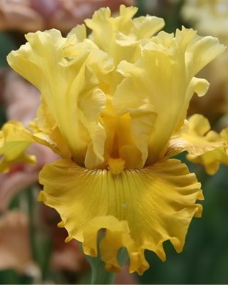 IRIS GERMANICA PROFUMATO N° 18