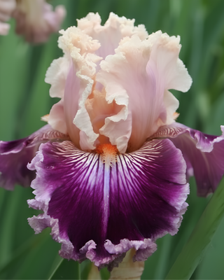 IRIS GERMANICA PROFUMATO N° 19