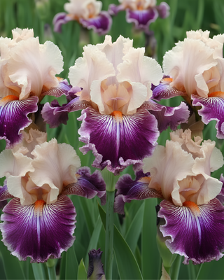 IRIS GERMANICA PROFUMATO N° 19