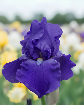 IRIS GERMANICA PROFUMATO N° 5