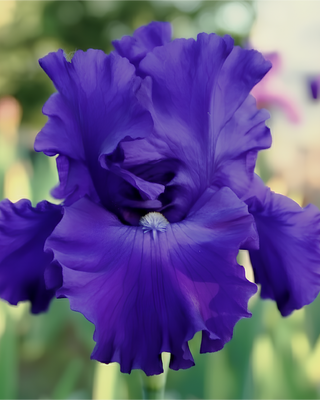 IRIS GERMANICA PROFUMATO N° 5