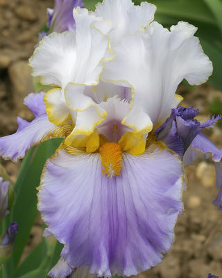 IRIS GERMANICA PROFUMATO PUCCINI