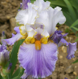 Iris Germanica Profumato Puccini