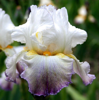 Iris Germanica Profumato N° 20