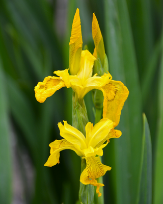 IRIS PSEUDACORUS VARIEGATA