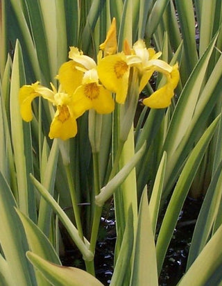 Iris Pseudacorus Variegata