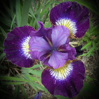 iris Contrast in styles