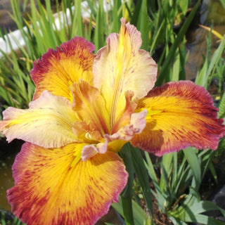 Iris clyde red monde