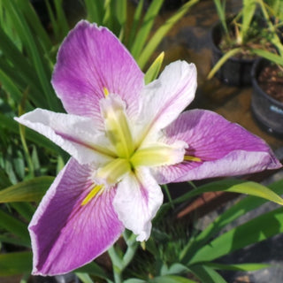 Iris colorific