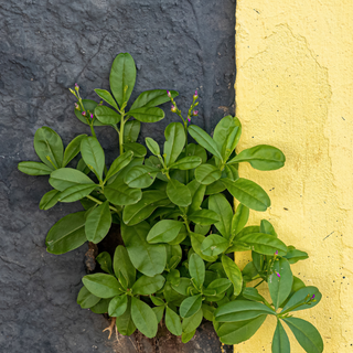 Java Ginseng