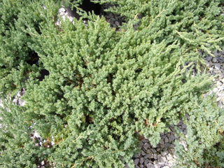 Juniperus procumbens Nana-Ginepro