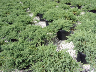 Juniperus procumbens Nana-Ginepro