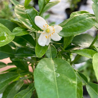 Combava o Kaffir Lime