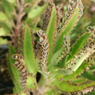 Kalanchoe Daigremontiana