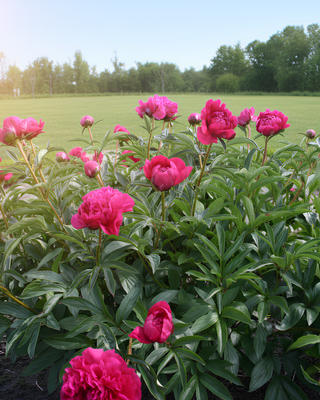 PEONIA KANSAS