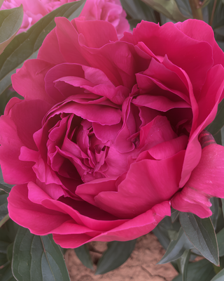 PEONIA KANSAS