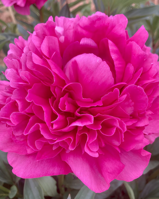 PEONIA KANSAS