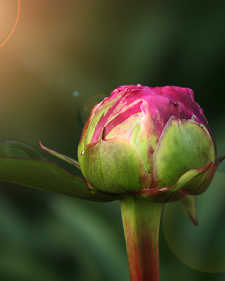 PEONIA KARL ROSENFIELD