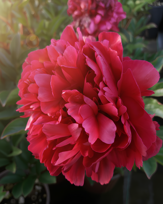 PEONIA KARL ROSENFIELD