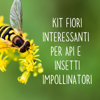 Kit fiori interessanti per api e insetti impollinatori