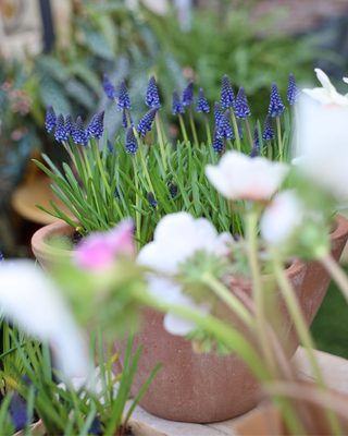 Giardino in Vaso