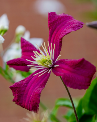IL GIARDINO DELLE CLEMATIS