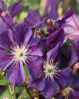 IL GIARDINO DELLE CLEMATIS