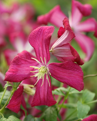 IL GIARDINO DELLE CLEMATIS