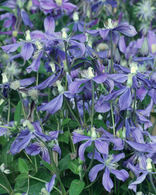 IL GIARDINO DELLE CLEMATIS