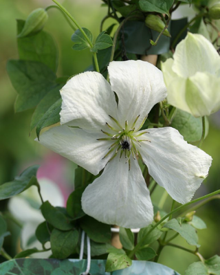 IL GIARDINO DELLE CLEMATIS