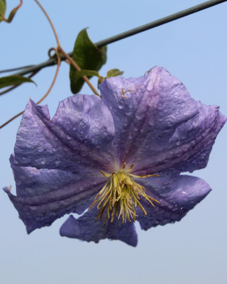 IL GIARDINO DELLE CLEMATIS