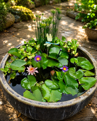 KIT GIARDINO ACQUATICO