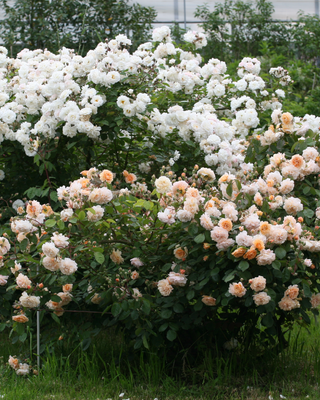 IL ROSETO NATURALE