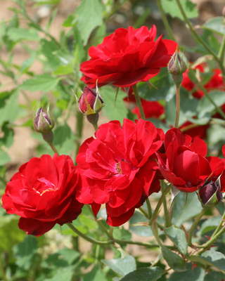 IL ROSETO NATURALE