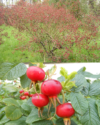 IL ROSETO NATURALE