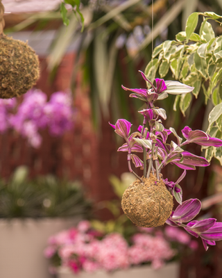 Workshop di kokedama - Domenica 20 settembre ore 14:30