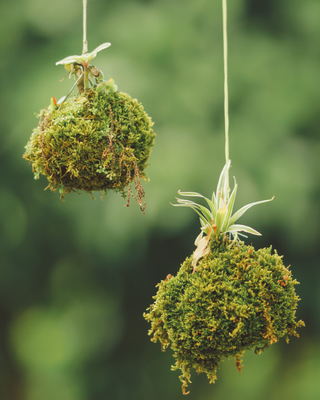 Workshop di kokedama - Domenica 20 settembre ore 14:30