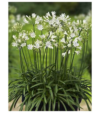 Agapanthus L'Amour D'Etè Blanc Vaso Grande