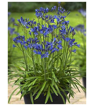 Agapanthus L'Amour D'Etè Bleu Vaso Grande