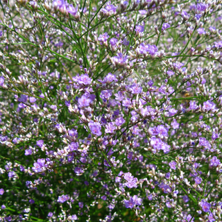 Statice o lavanda di mare