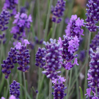 Lavanda Forever blue