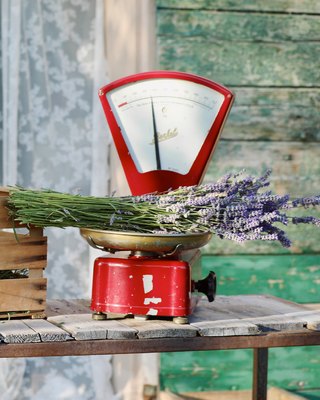 LAVANDA FRESCA SFUSA