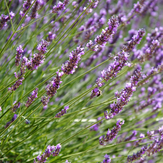 Lavanda