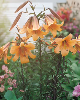 LILIUM A TROMBA AFRICAN QUEEN