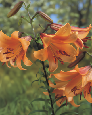 LILIUM A TROMBA AFRICAN QUEEN