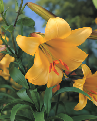 LILIUM A TROMBA GOLDEN SPLENDOUR