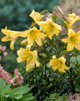 LILIUM A TROMBA GOLDEN SPLENDOUR