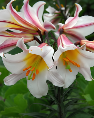 LILIUM A TROMBA REGALE