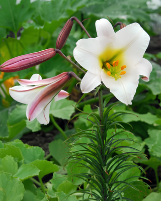 LILIUM A TROMBA REGALE